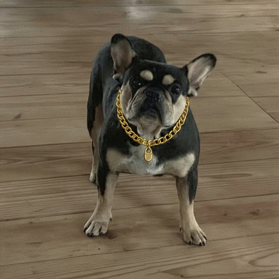 Black and tan French Bulldog female from Zook’s French Bulldogs and Longhaired Dachshunds in Fort Plain, New York