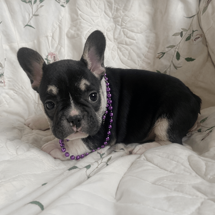 Carolyn is a black and tan black tri French Bulldog AKC for sale from NY French Bulldog breeders Zook's