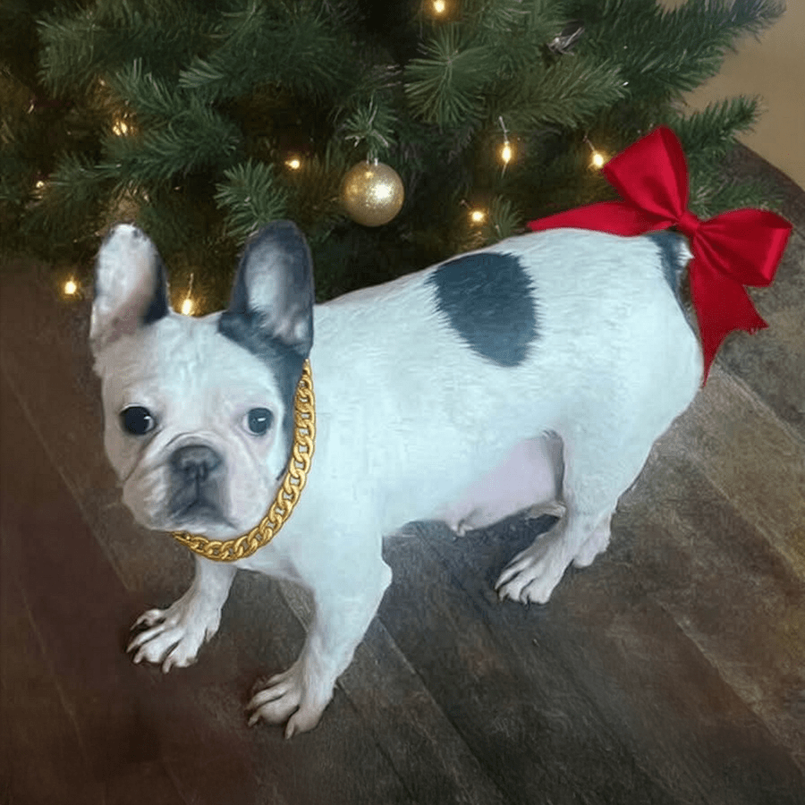 French Bulldog female from Zook’s French Bulldogs and Longhaired Dachshunds in Fort Plain, New York