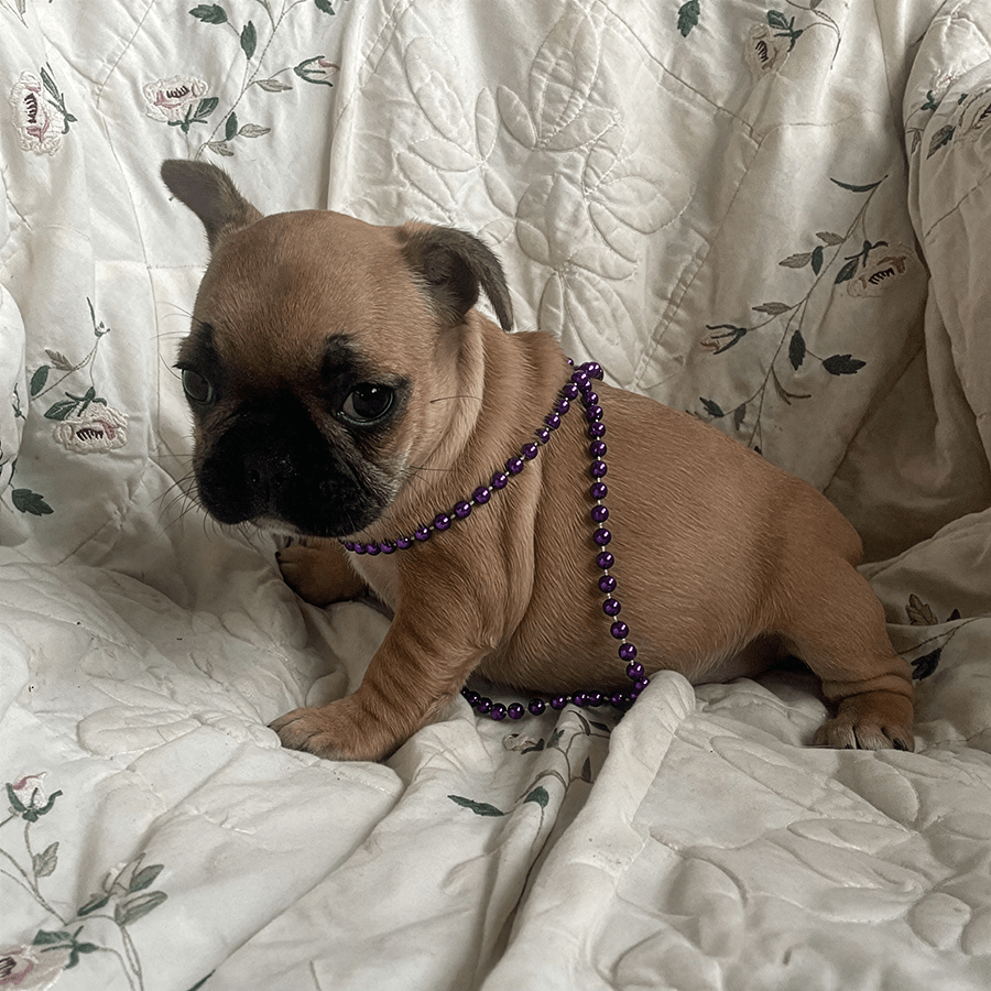 Katieanne is a red fawn AKC registered frenchie puppy for sale near me in Maine