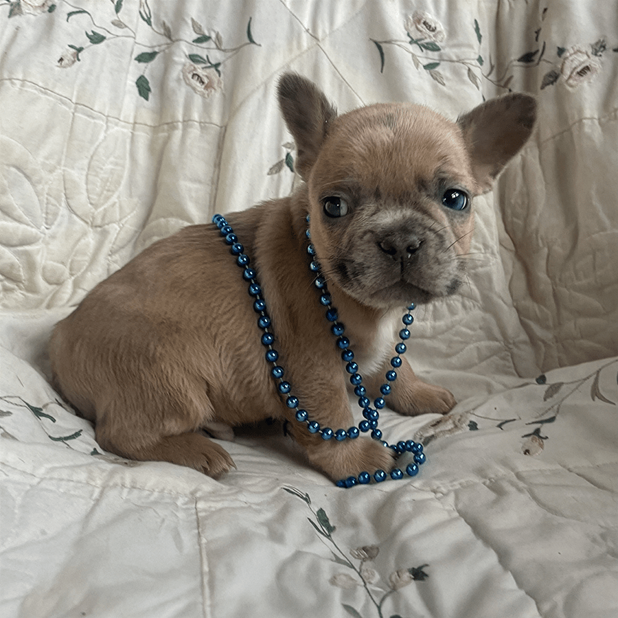 Leon is a fawn merle Frenchie puppy for sale near me in New Jersey