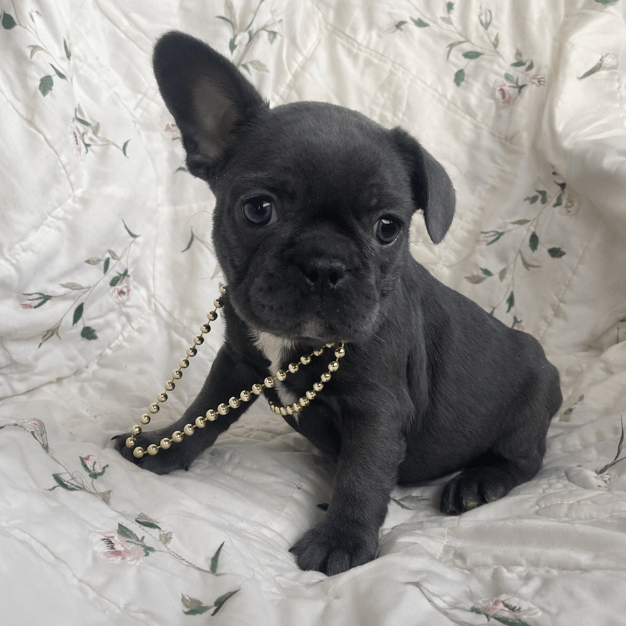 Maybelline is a solid blue Frenchies for sale from blue French Bulldog breeders in NY