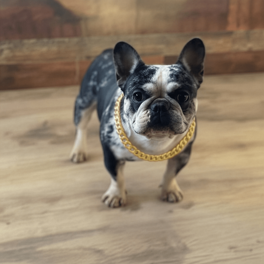 Merle French Bulldog from Zook’s French Bulldogs and Longhaired Dachshunds in Fort Plain, New York