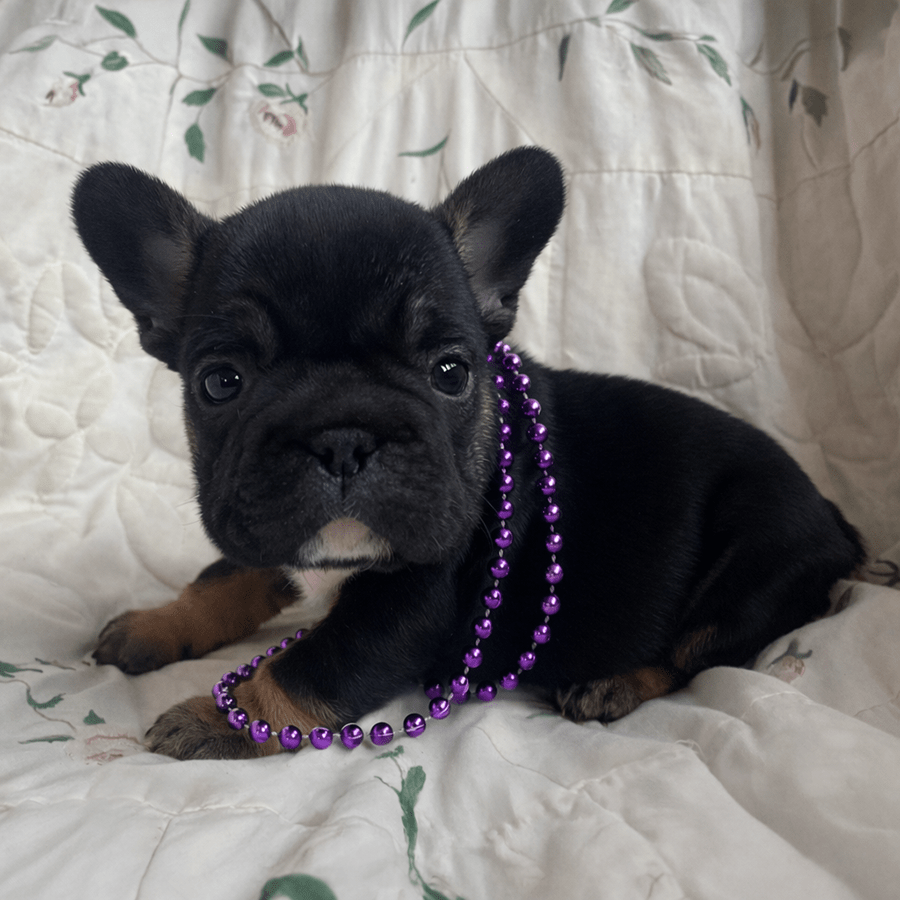 Rosanna is a black and tan blakc tri French Bulldog for sale near me in New York