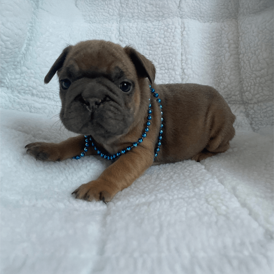 Zook's French Bulldogs Chase is for sale in New York. Blue fawn big rope Frenchie puppies for sale near me CT