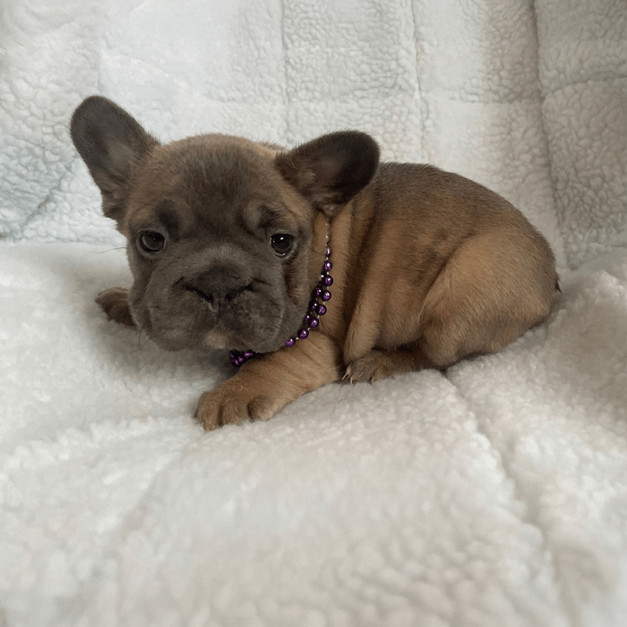 Zook's French Bulldogs Shannan is for sale in upstate New York. Blue fawn Frenchie puppies for sale near me