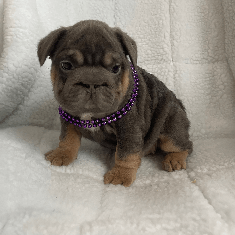 Zook's French Bulldogs for sale in New York. Blue and tan blue tri big rope Frenchie for sale near me
