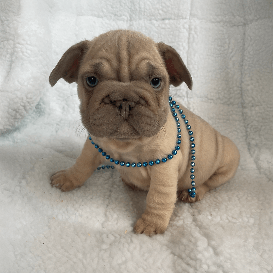 Zook's French Bulldogs for sale in New York. Blue fawn big rope Frenchie for sale near me.