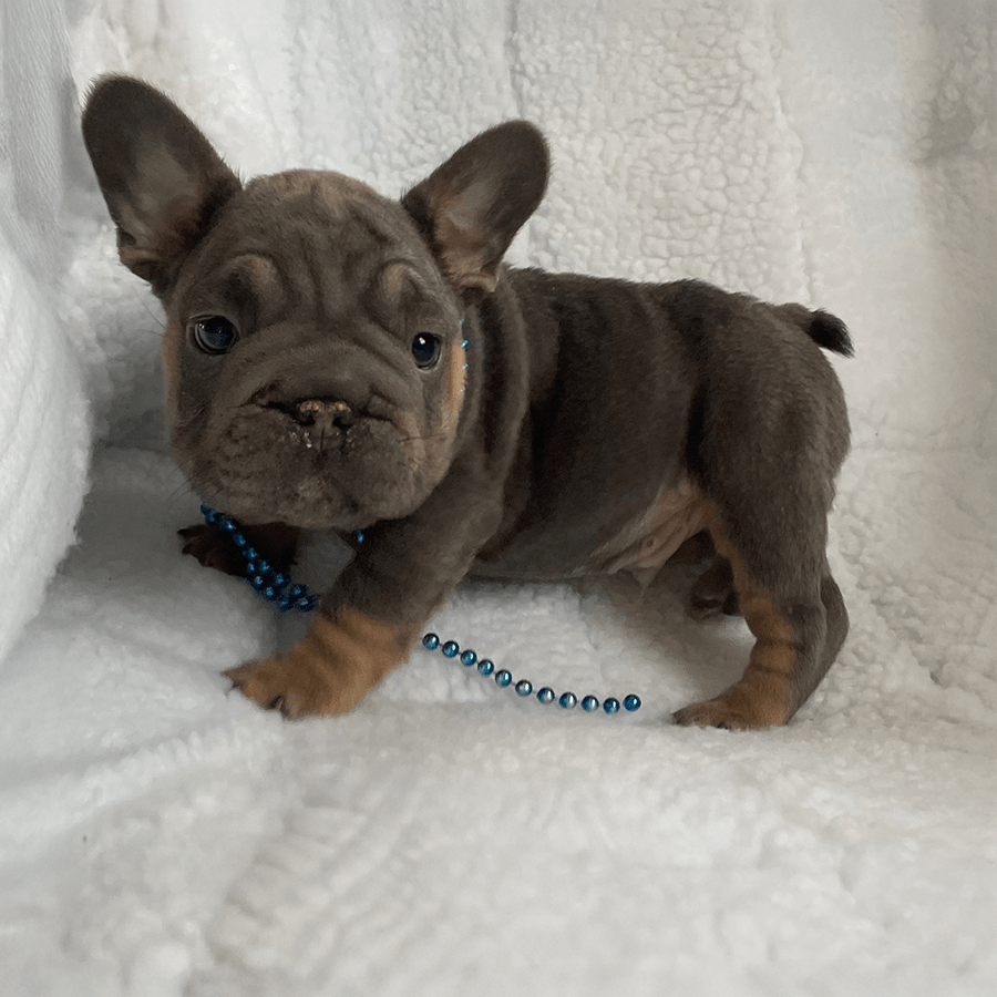 Zook's French Bulldogs for sale in New York. Blue tri blue and tan big rope Frenchie for sale near me