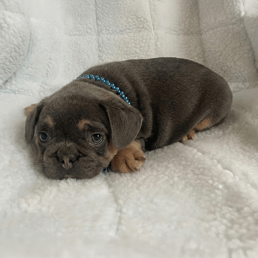 Zook's French Bulldogs for sale in upstate New York. Blue and tan blue tri Frenchie puppies for sale near me