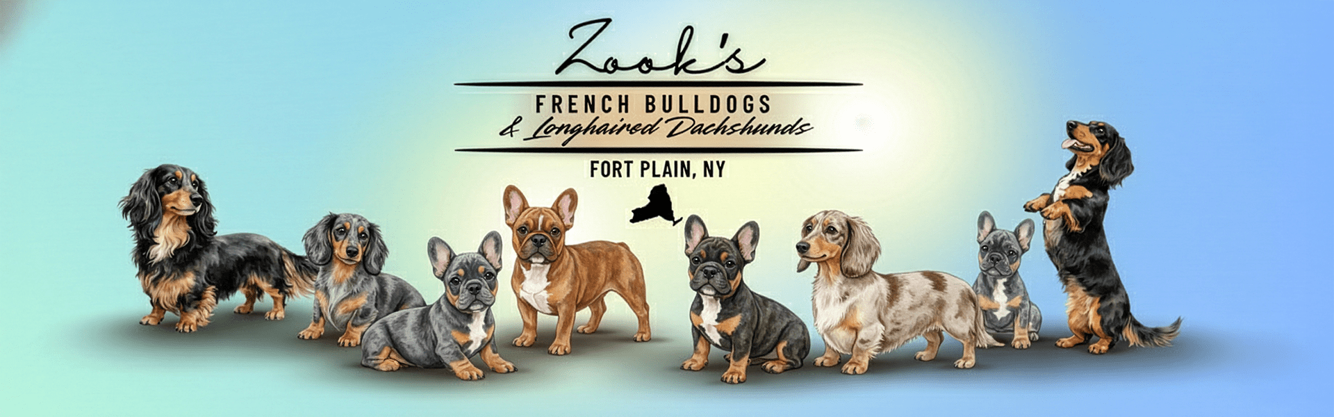 Zook's showing tricolor and merle French Bulldog puppies and dapple longhaired Dachshunds in Fort Plain, New York NY