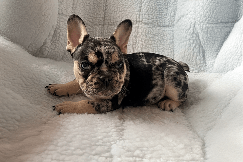 Black tri merle French Bulldog puppy named Daniel from Zook's, a socialized breeder near Albany and Fort Plain, NY. Black tri merle French Bulldog puppy named Daniel from Zook's, a socialized breeder near Albany and Fort Plain, NY.