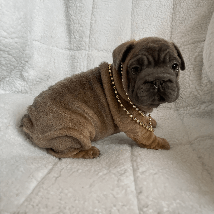 Chocolate sable French Bulldog puppy with gold bead necklace for sale at Zook's Frenchies and Doxies.