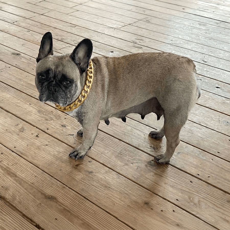 Fawn French Bulldog female for sale at Zook’s Frenchies & Doxies in Fort Plain NY standing on wood floor wearing gold chain collar