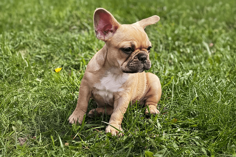 Fawn French Bulldog puppy sitting in green grass, raised by Zook's Frenchies in the heart of Upstate New York. Fawn French Bulldog puppy sitting in green grass, raised by Zook's Frenchies in the heart of Upstate New York.