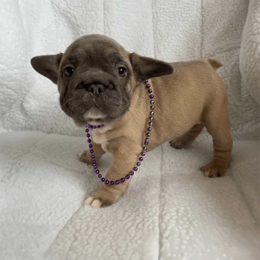 Fawn French Bulldog puppy wearing a purple bead necklace at Zook’s Frenchies and Doxies in Fort Plain, NY.
