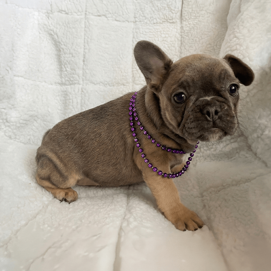 Lilac and tan French Bulldog puppy wearing purple beads for sale at Zook's Frenchies and Doxies.