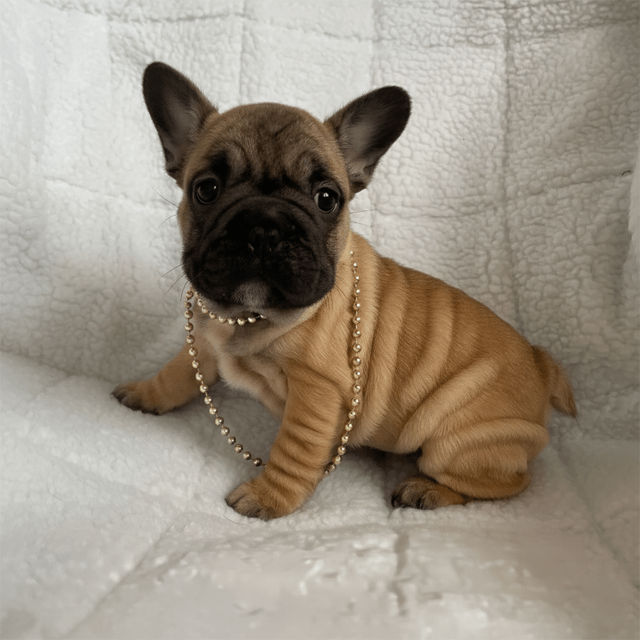 Red fawn French Bulldog puppy for sale in Fort Plain NY with black mask sitting on white blanket – Zook’s Frenchies Upstate New York