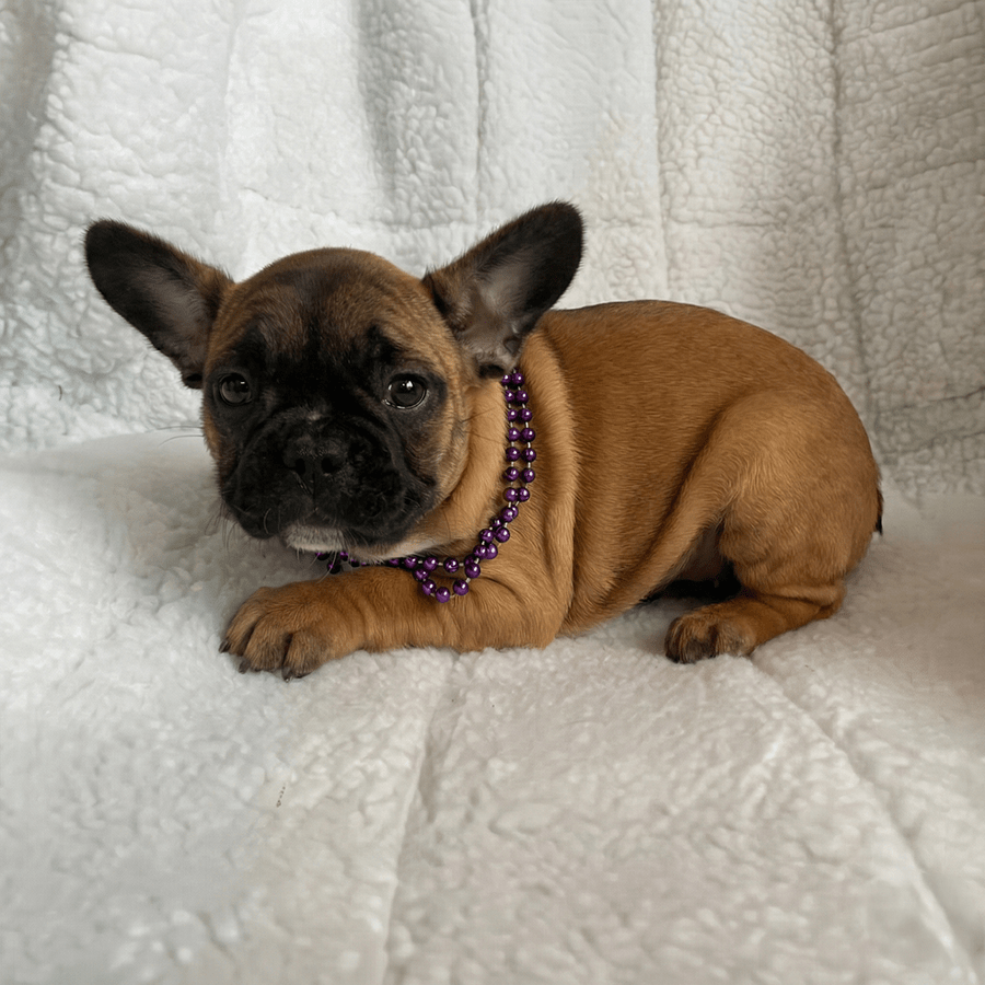 Red fawn French Bulldog puppy with a black mask and purple bead necklace, lying on a white fluffy blanket. This puppy is available for sale at Zook's Frenchies and Doxies.