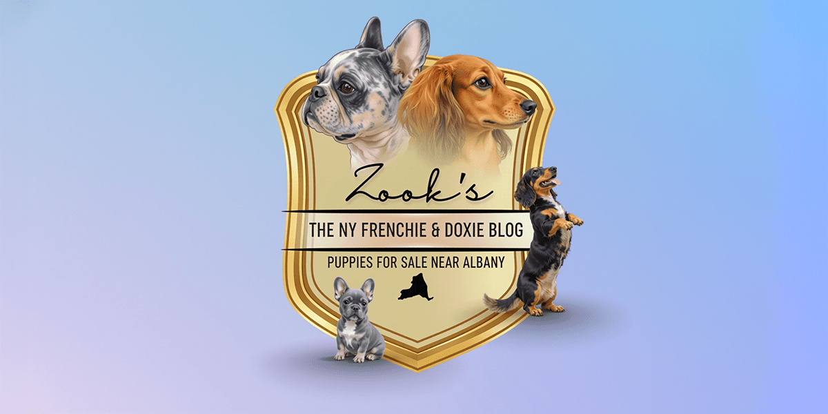 The NY Frenchie & Doxie Blog banner for Zook's, featuring French Bulldog and Longhaired Dachshund puppies for sale near Albany in Fort Plain, NY.