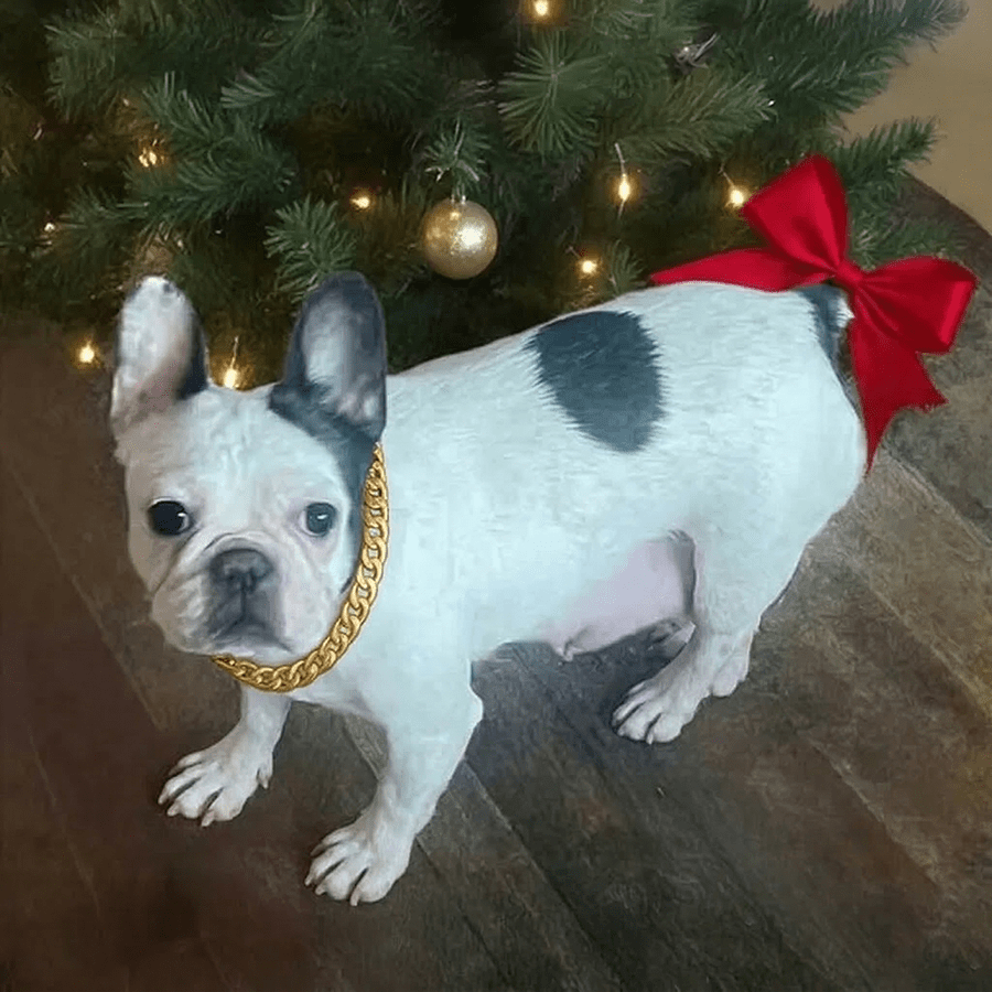 Merle French Bulldog female from Zook’s French Bulldogs and Longhaired Dachshunds in Fort Plain, New York
