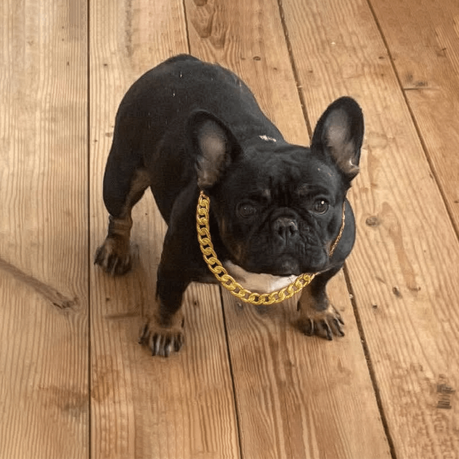 Black tri French Bulldog puppy wearing a gold chain, available as a pet-only companion near Albany and Upstate New York.