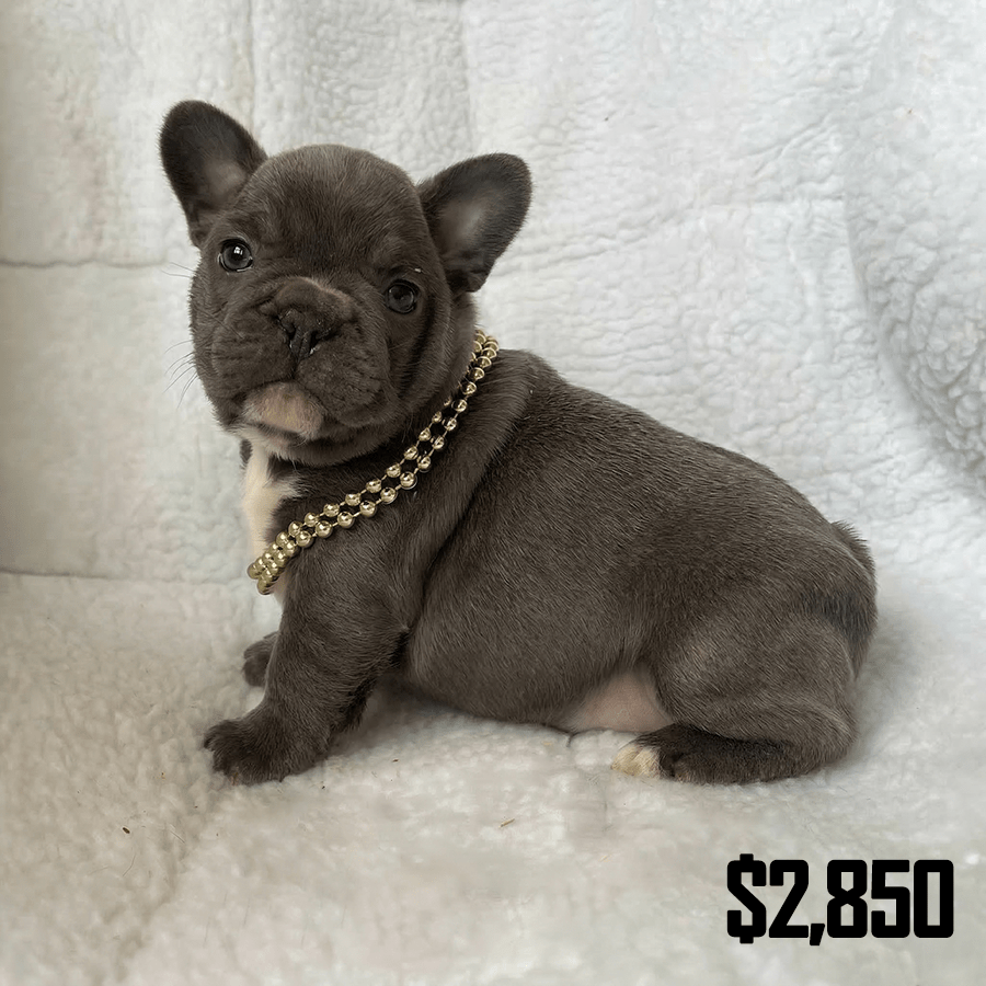A close-up photograph of a small blue brindle French Bulldog puppy wearing a chunky gold chain necklace, sitting on a white fleece background. Available for adoption at Zook’s, serving Saratoga Springs and Schenectady, NY.