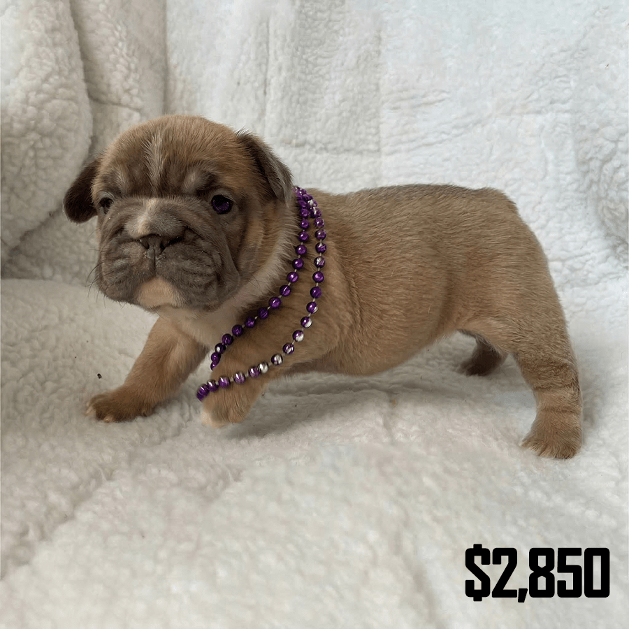 Blue fawn French Bulldog puppy wearing purple beads standing on a white blanket in Upstate New York.