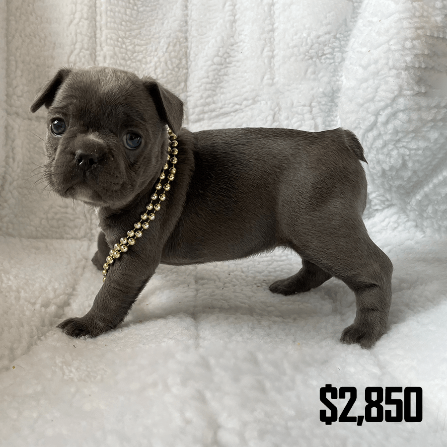 Solid blue French Bulldog puppy wearing a gold beaded necklace standing on a white blanket, available as a pet companion near Albany and Saratoga Springs, NY.