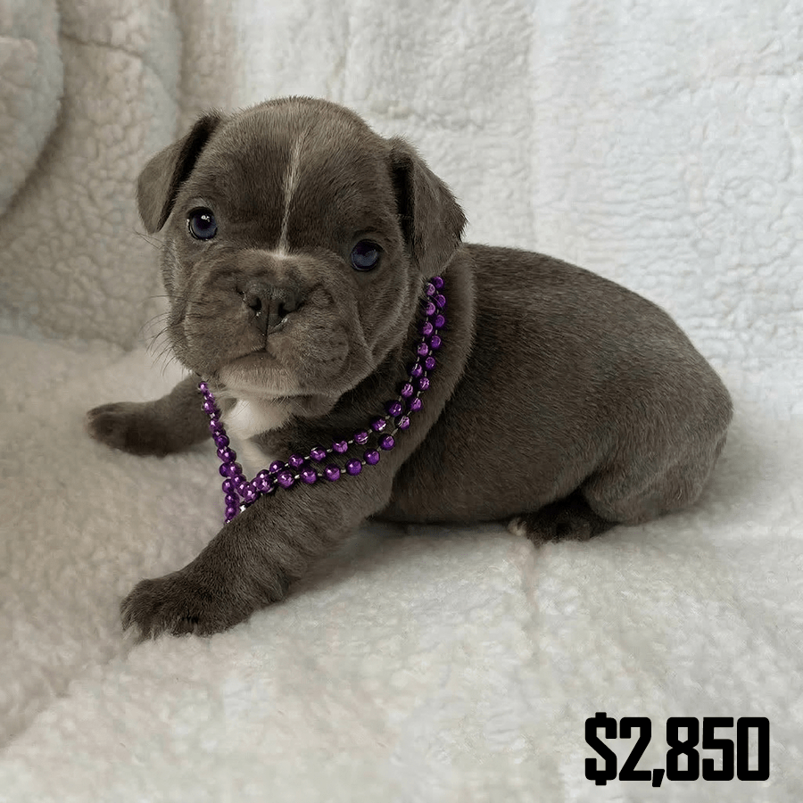 A blue French Bulldog puppy wearing purple beads resting on a white blanket at our Fort Plain kennel near Albany, NY.