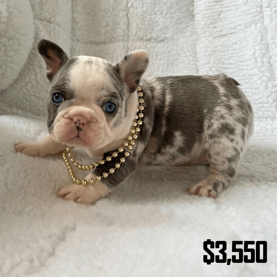 A blue merle French Bulldog puppy with bright blue eyes wearing a gold beaded necklace on a white fluffy blanket near Albany, NY.