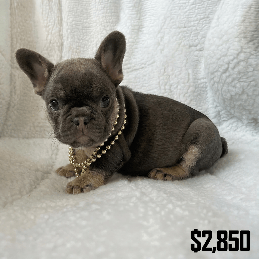 A blue and tan French Bulldog puppy with a gold bead necklace on white fleece, available for sale near Saratoga Springs and Troy, NY, from ZooksFrenchiesDoxies.com.
