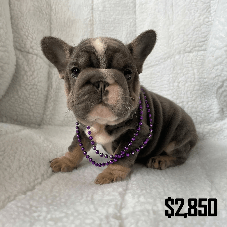 Blue Tri French Bulldog Puppy Near Schenectady NY