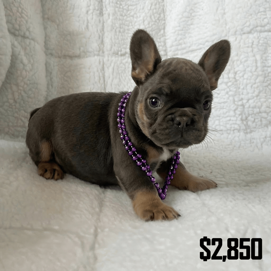 A blue and tan French Bulldog puppy with a purple necklace resting on a white blanket, available at Zook's near Binghamton and Cooperstown, NY.