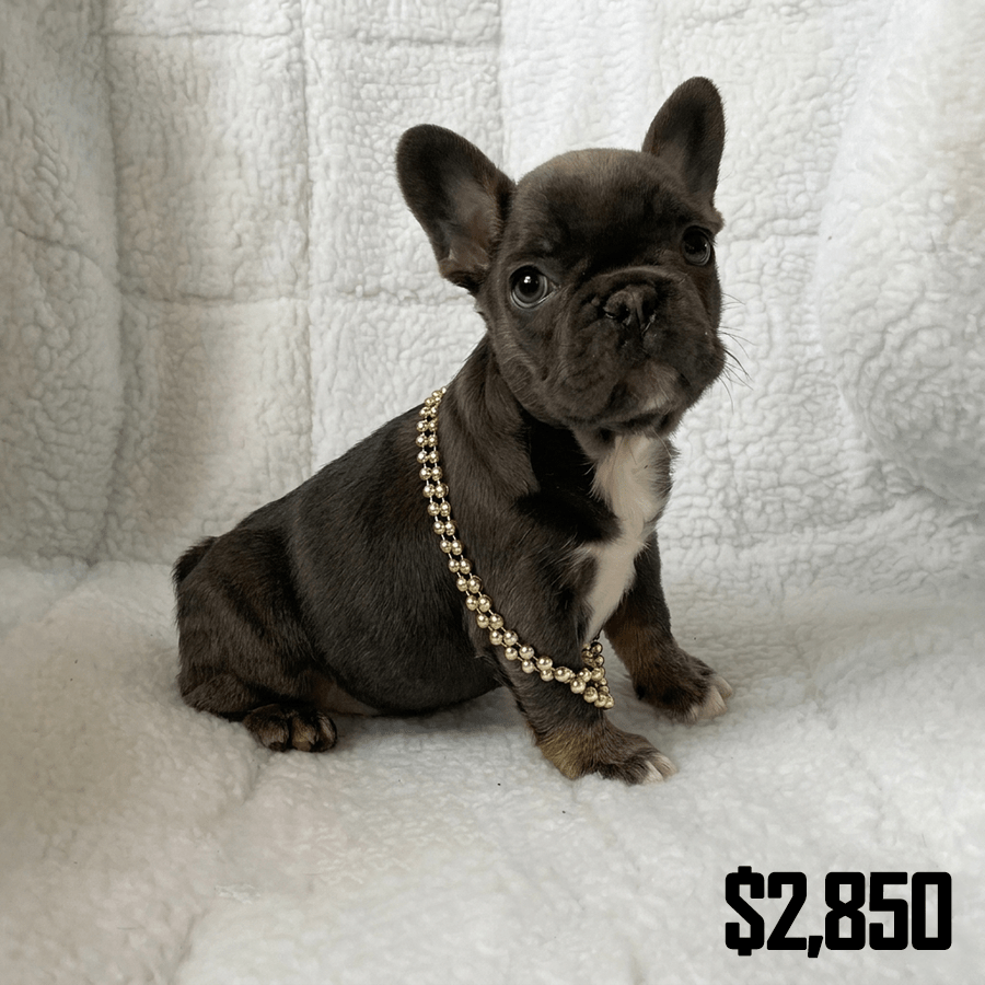 A rare blue and tan (blue tri) French Bulldog puppy sitting attentively on a white fleece blanket, available near Syracuse and Rochester, NY, from Zook's French Bulldogs & Longhaired Dachshunds.