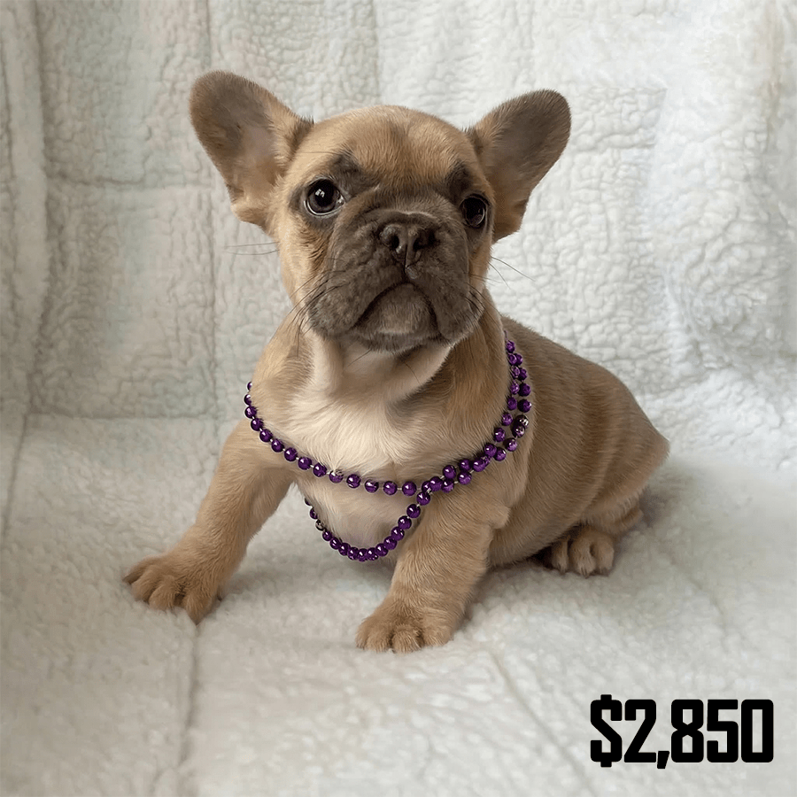 A champagne blue fawn French Bulldog puppy wearing a purple beaded necklace sitting on a white blanket, available for pickup by families in Albany, Syracuse, and Rochester, NY.
