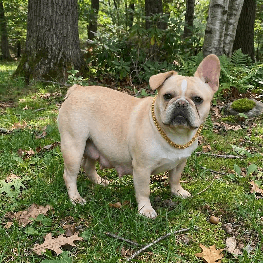 Champagne Fawn French Bulldog - Upstate NY Pet Frenchies