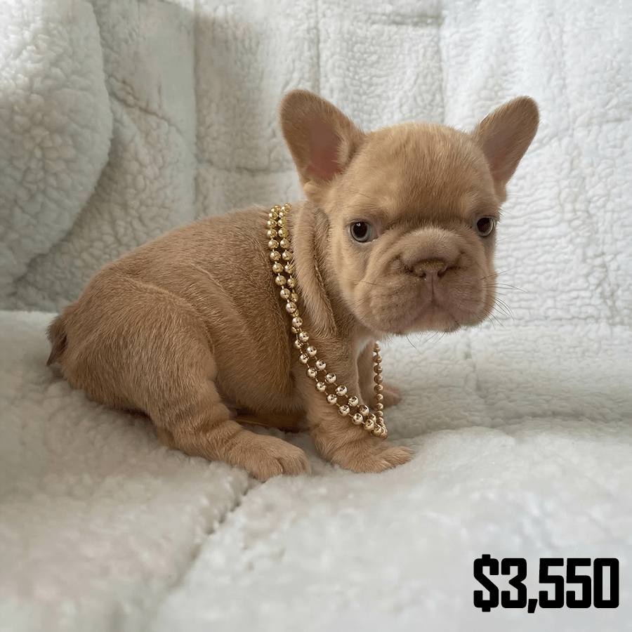 Isabella and tan French Bulldog puppy wearing gold beads sitting on a white blanket in Fort Plain, NY.