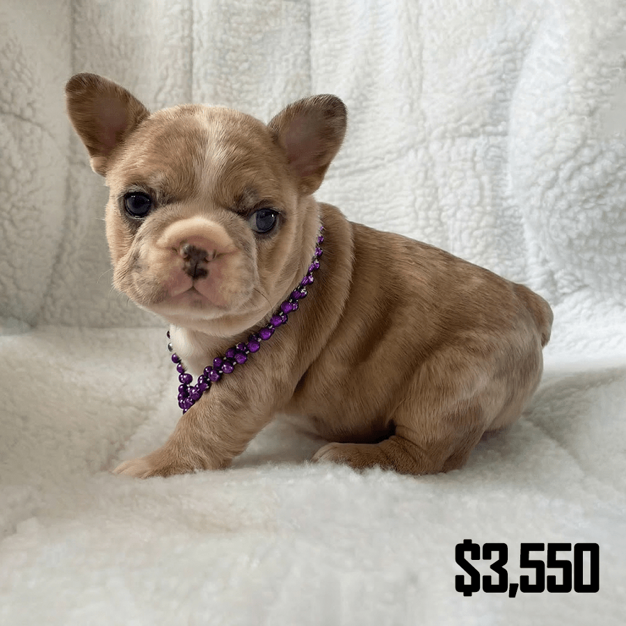 A new shade merle Frenchie puppy wearing a purple collar sitting on a fluffy white blanket, available as a pet-only companion near Rochester, NY.