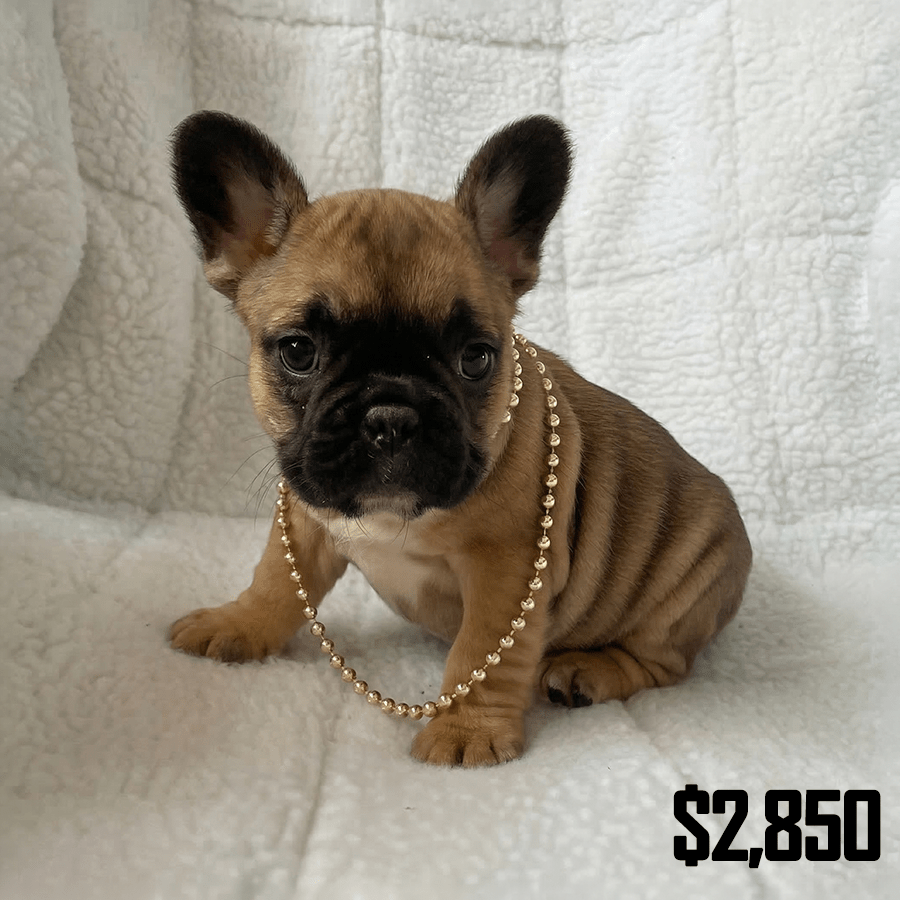 Sable French Bulldog puppy wearing gold beads sitting on a white blanket in Fort Plain, NY.