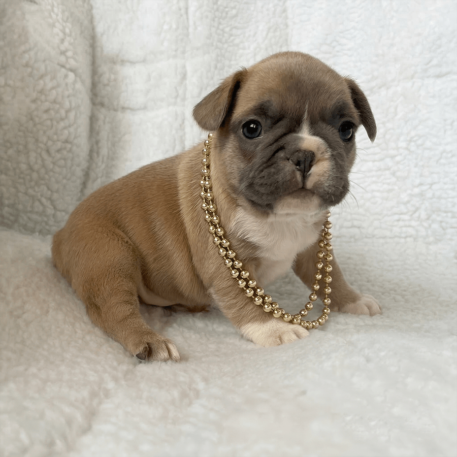 Blue Fawn French Bulldog Puppy Saratoga Springs NY
