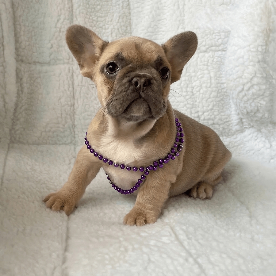 Champagne Blue Fawn French Bulldog Puppy Near Albany, Syracuse, and Rochester, NY