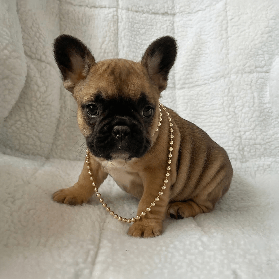 Sable French Bulldog puppy wearing gold beads sitting on a white blanket in Fort Plain, NY.