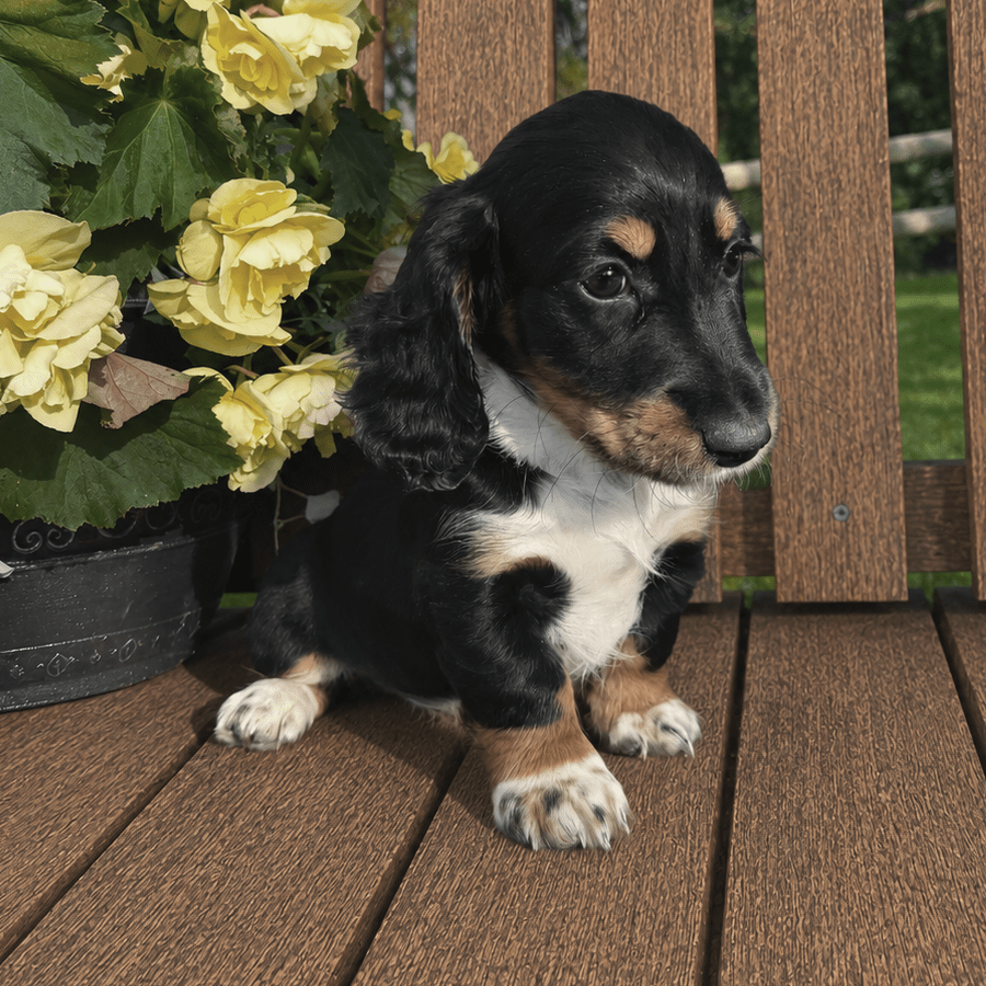 A black and tan black tri silky longhaired dachshund puppy sitting outside on a wooden bench beside yellow flowers near Albany, NY.