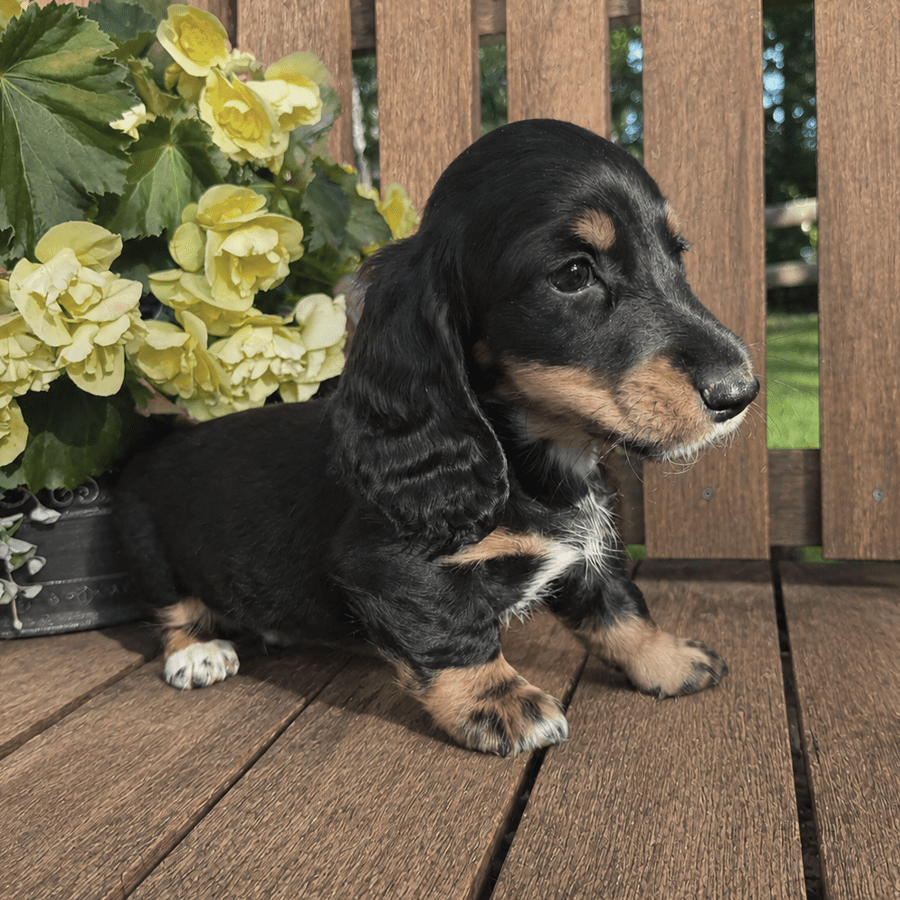 A black and tan black tri silky longhaired dachshund puppy standing outside by yellow flowers near Albany, NY.