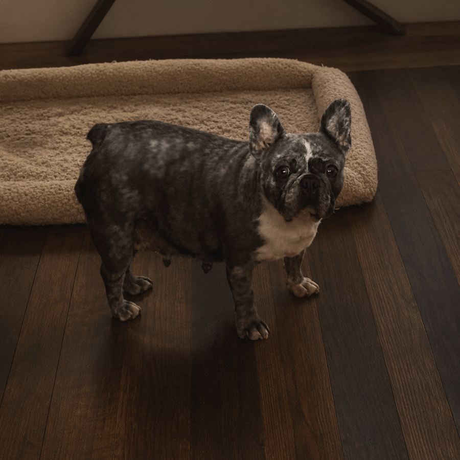 Blue merle French Bulldog at Zook’s Frenchies in Fort Plain, NY, near Albany, shown indoors with her natural merle coat and white chest markings.