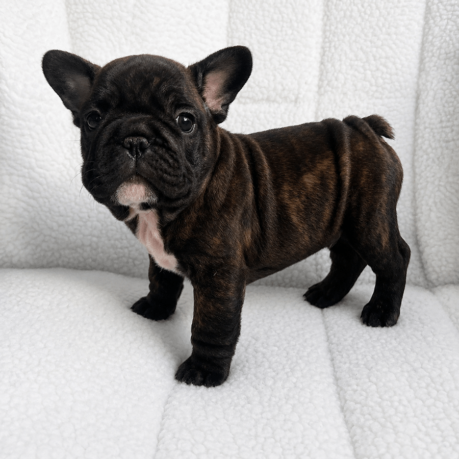 Brindle French Bulldog puppy with a big rope and white chest on a white blanket at Zook’s Frenchies in Fort Plain, NY, near Albany.