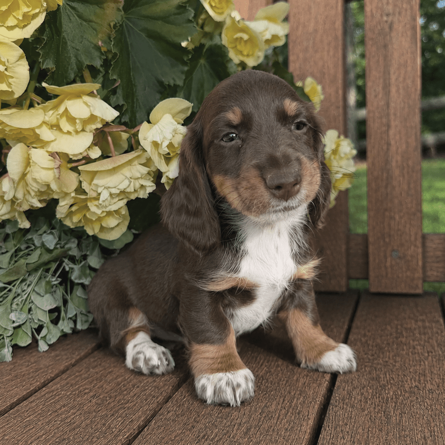 A chocolate and tan chocolate tri silky longhaired dachshund puppy sitting outside on a rustic wooden bench next to yellow flowers near Albany, NY.
