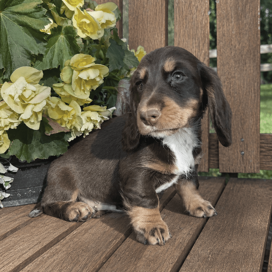 Chocolate Tri Silky Longhaired Dachshund Puppy Near Albany NY