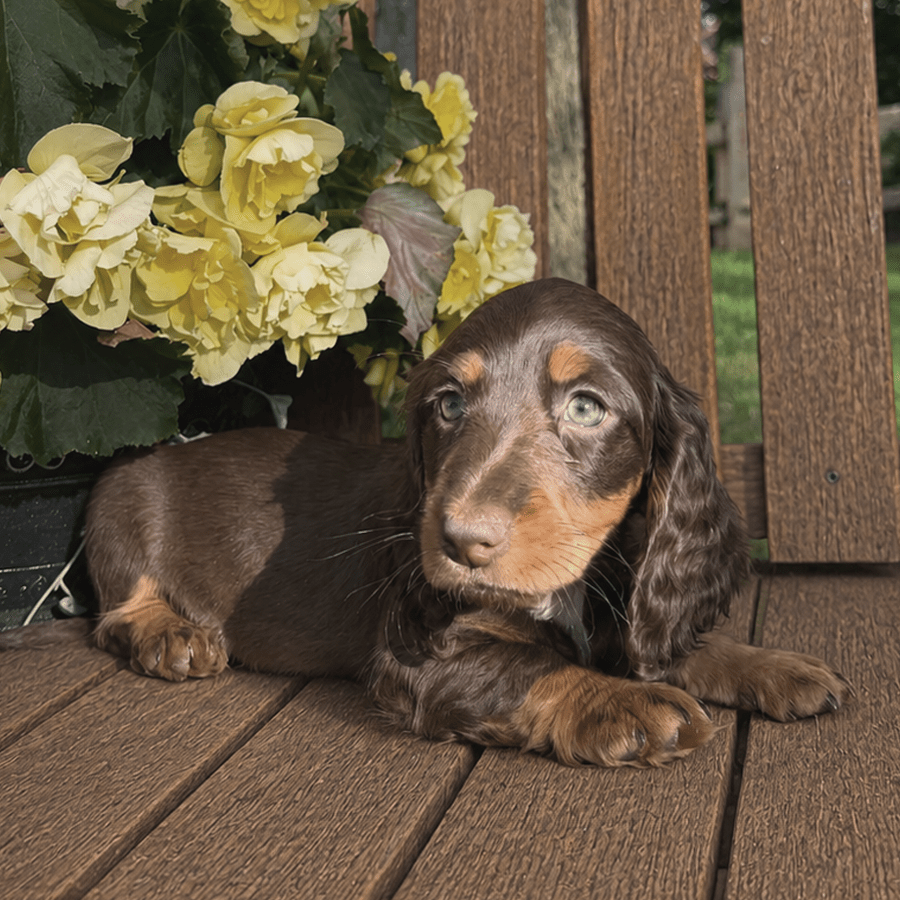 A chocolate and tan chocolate tri silky longhaired dachshund puppy resting outside on a wooden bench beside yellow flowers near Albany, NY.